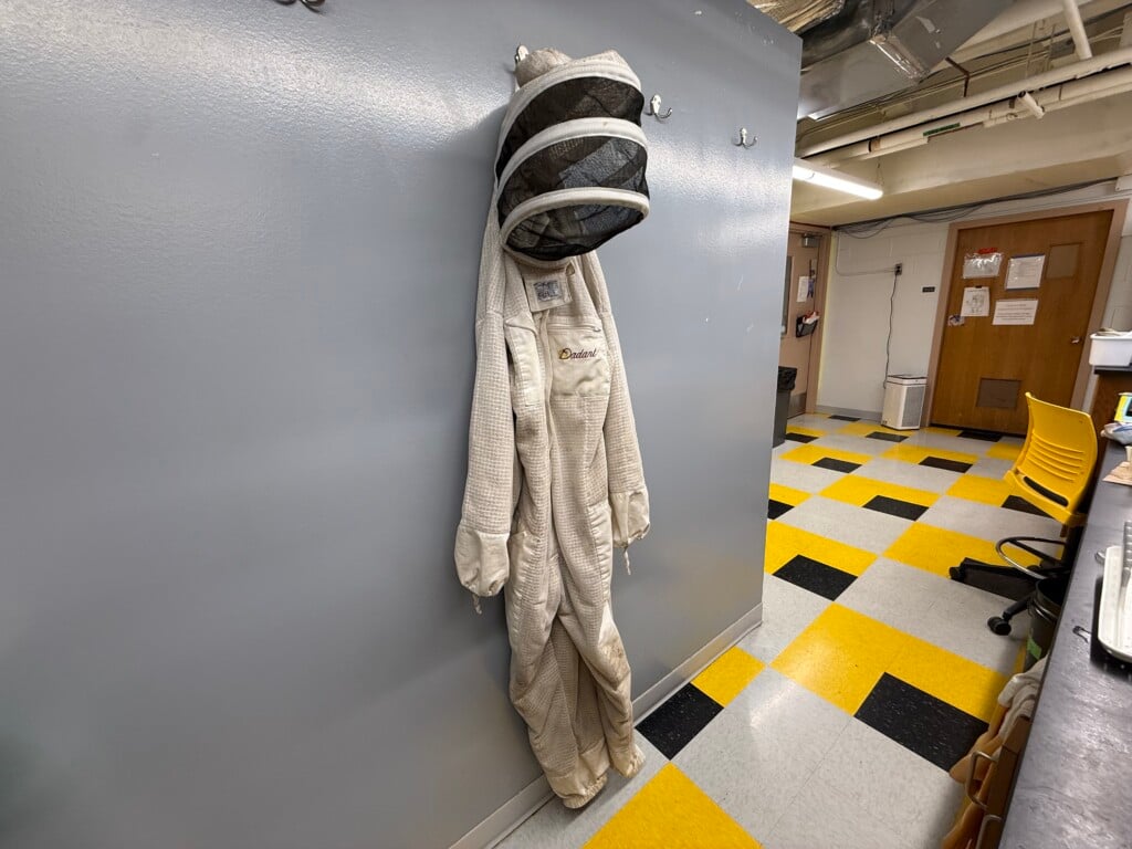 Dr. Chelsea Cook, Yellowjacket research area (Pic: Nazir Spencer)
