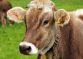 Photo of cow. Image courtesy of Alexa from Pixabay.
