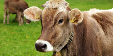 Photo of cow. Image courtesy of Alexa from Pixabay.