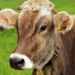 Photo of cow. Image courtesy of Alexa from Pixabay.