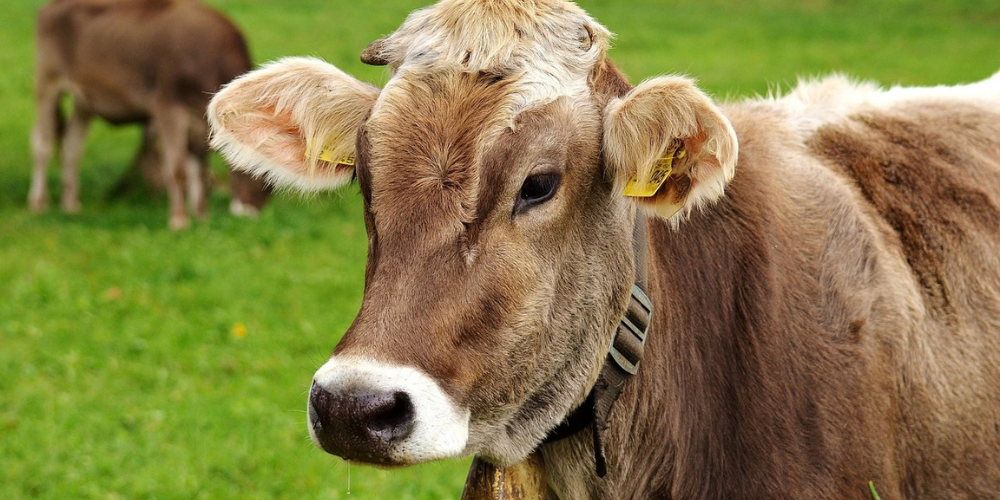 Epizootic Hemorrhagic Disease confirmed in Waukesha County cattle