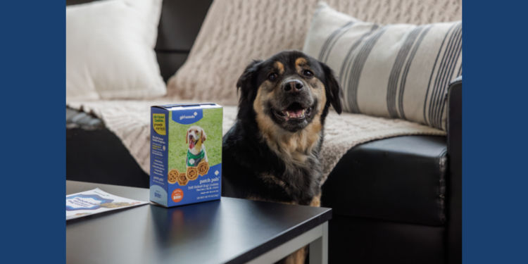 Photo of Patch Pals and a dog sitting near a couch. Patch pals is the first ever dog treat offering from the Girl Scouts.