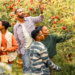 Family picks apples (Photo: Travel Wisconsin)