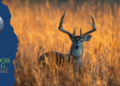 Whitetail herd health and hunting traditions