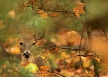 CONOVER, WI - OCTOBER 12: A Whitetail deer sits in a wooded area along Twin Lake Road near October 12, 2005 near Conover, Wisconsin. (Photo by Jeffrey Phelps/Getty Images)