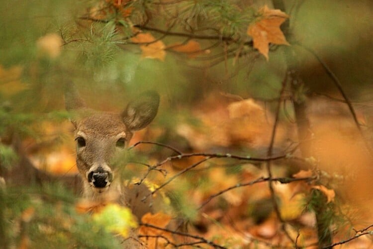 CONOVER, WI - OCTOBER 12: A Whitetail deer sits in a wooded area along Twin Lake Road near October 12, 2005 near Conover, Wisconsin. (Photo by Jeffrey Phelps/Getty Images)